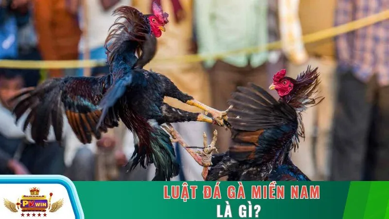 Luật đá gà Miền Nam là gì?