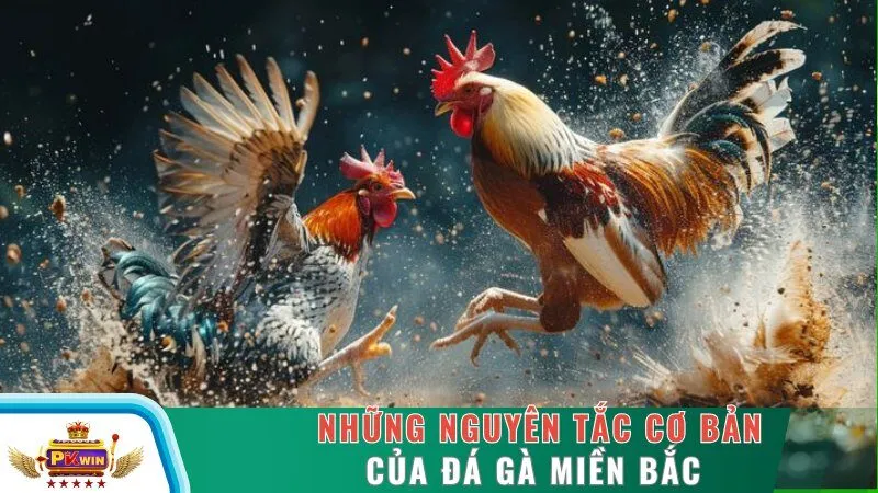 Những nguyên tắc cơ bản của đá gà miền Bắc